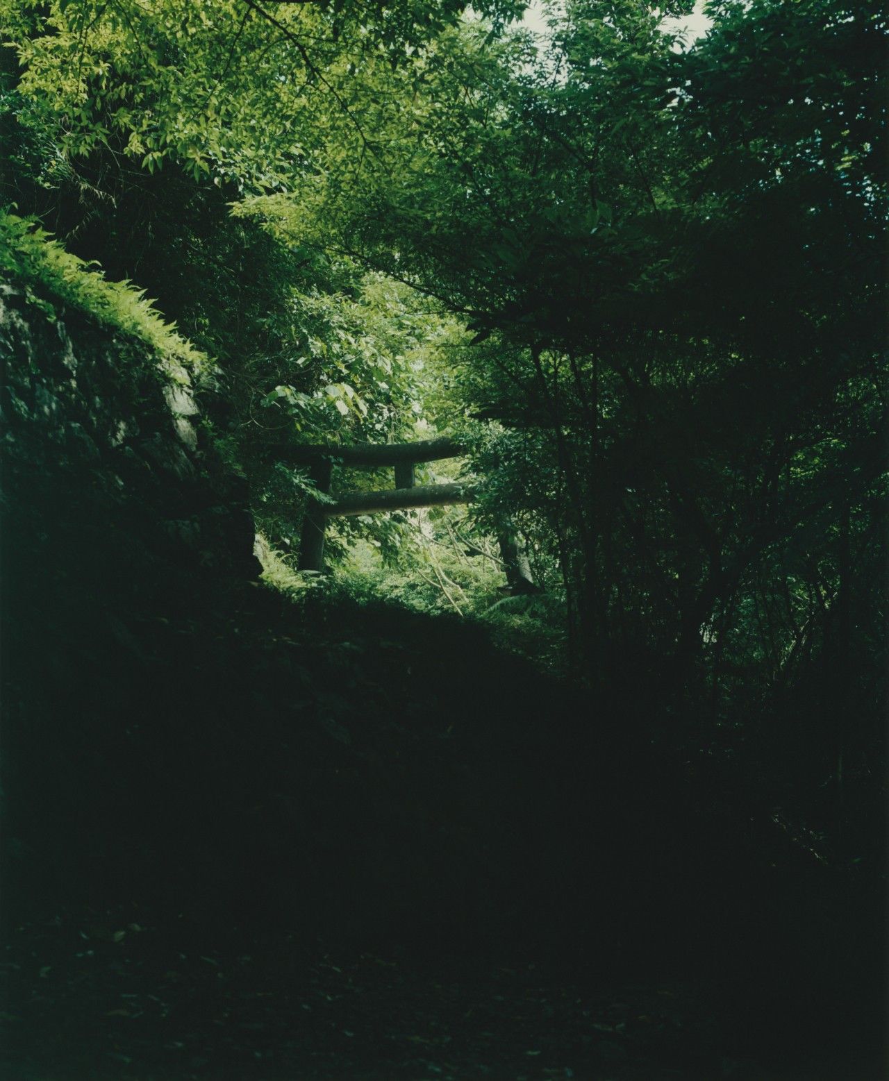 A stone torii gate in deep green forest